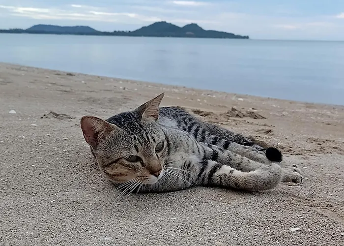 Ban Tawansongfa